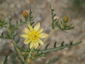 Mentzelia multiflora - Adonis Blazingstar