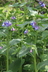 Mertensia ciliata - Tall Chiming Bells Bluebells Tall Fringed Bluebells