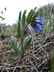 Mertensia lanceolata - Prairie Bluebells