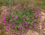 Mirabilis multiflora - Colorado Four O'clock Maravilla