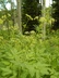 Osmorhiza occidentalis - Western Sweet Cicely Western Sweetroot