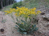 Packera streptanthifolia - Rocky Mountain Groundsel