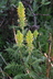 Pedicularis bracteosa - Towering Lousewort Bracted Lousewort