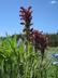 Pedicularis cystopteridifolia - Fern-Leaf Lousewort