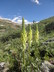 Pedicularis procera - Gray's Lousewort Giant Lousewort Towering Lousewort