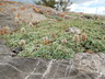 Petrophytum caespitosum - Dwarf Rock Spirea Mat Rock Spirea