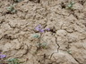 Phacelia gina-glenneae