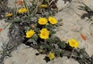 Potentilla ovina - Cinquefoil