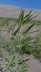 Psoralidium lanceolatum - Lemon Scurfpea