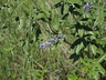 Psoralidium tenuiflorum - Wild Alfalfa Scurfpea