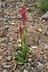 Rumex paucifolius