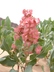 Rumex venosus - Wild Begonia Wild Hydrangea Veiny Dock