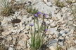 Sisyrinchium montanum - Strict Blue-Eyed Grass