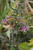 Solanum dulcamara - Bittersweet Nightshade