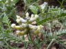 Sophora nuttalliana - White Loco Silky Sophora