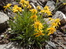 Stenotus acaulis - Stemless Mock Goldenweed