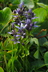 Swertia perennis - Star Gentian Felwort