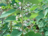 Symphoricarpos occidentalis - Western Snowberry Wolfberry