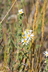 Symphyotrichum falcatum - White Prairie Aster Western Heath