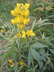 Thermopsis rhombifolia - Golden Banner