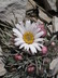 Townsendia exscapa - Easter Daisy Stemless Townsend Daisy