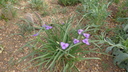 Tradescantia occidentalis - Spiderwort Prairie Spiderwort Western Spiderwort