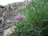 Trifolium attenuatum - Rocky Mountain Clover