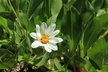 Wyethia helianthoides - Sunflower Mule-Ears