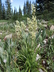 Zigadenus elegans - Death Camas White Camas Alkali Grass Mountain Death Camas