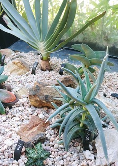 Cactus & Succulent House Plant List at Denver Botanic Gardens