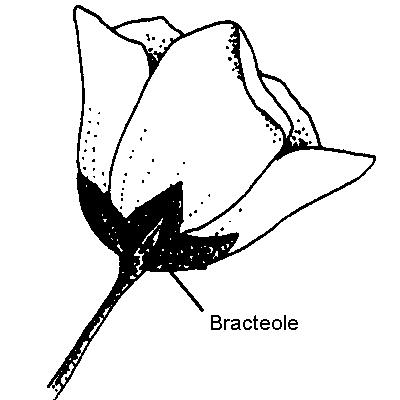 Bracteole