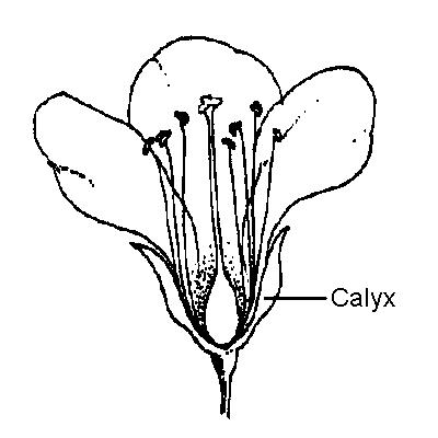 Calyx