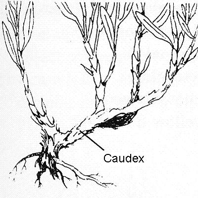 Caudex