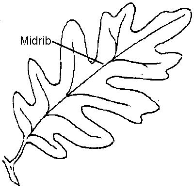 Midrib