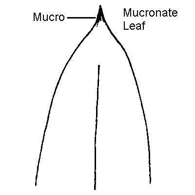 Mucronate