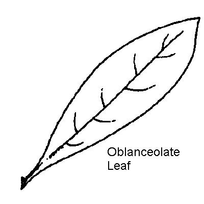Oblanceolate