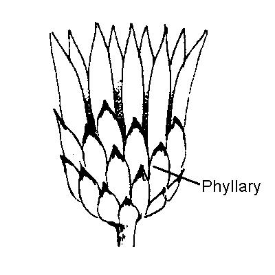 Phyllary