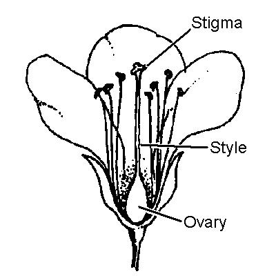 Denver Botanic Gardens Gardens Navigator Glossary Display: Pistil