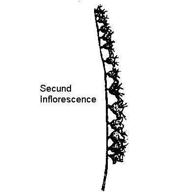 Secund