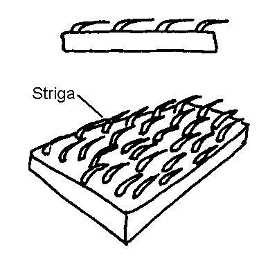 Strigose