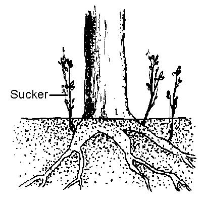 Suckering